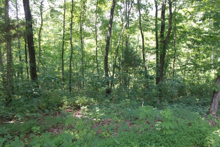 Prime Hunting Land, Hart County KY near Mammoth Cave Natl Pk - image 3