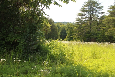 Prime Hunting Land, Hart County KY near Mammoth Cave Natl Pk - image 30