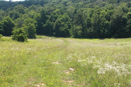 Prime Hunting Land, Hart County KY near Mammoth Cave Natl Pk - image 10
