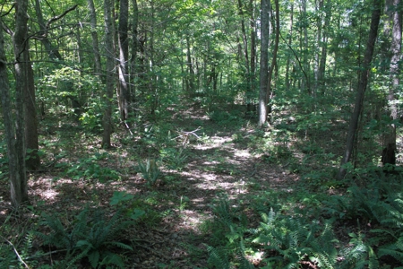 Prime Hunting Land, Hart County KY near Mammoth Cave Natl Pk - image 5