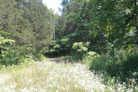 Prime Hunting Land, Hart County KY near Mammoth Cave Natl Pk - image 31