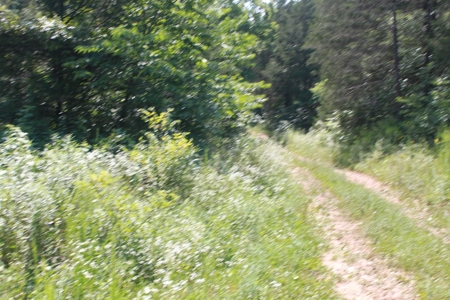 Prime Hunting Land, Hart County KY near Mammoth Cave Natl Pk - image 12