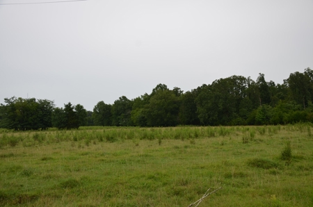 60 ACRES - ABSOLUTE LIVE AUCTION 10165 Co Rd 460 MOULTON, AL - image 12