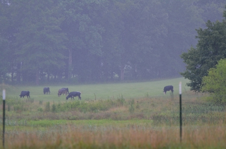 222 Ac Cattle Farm, Duck Hunting, Deer Hunting - image 35
