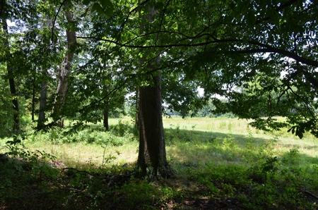 222 Ac Cattle Farm, Duck Hunting, Deer Hunting - image 11
