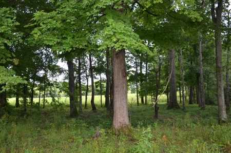 222 Ac Cattle Farm, Duck Hunting, Deer Hunting - image 21