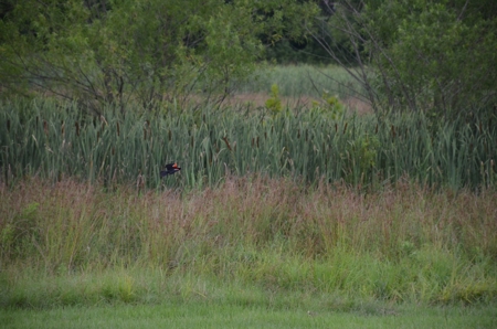 222 Ac Cattle Farm, Duck Hunting, Deer Hunting - image 30