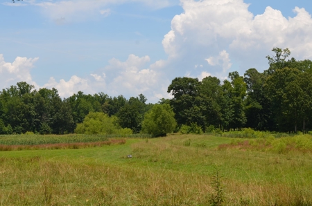 222 Ac Cattle Farm, Duck Hunting, Deer Hunting - image 4