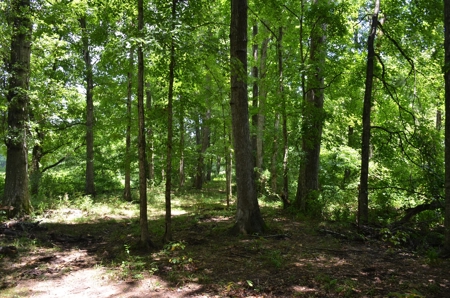 222 Ac Cattle Farm, Duck Hunting, Deer Hunting - image 13