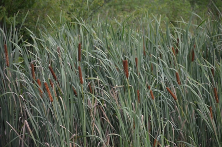 222 Ac Cattle Farm, Duck Hunting, Deer Hunting - image 29