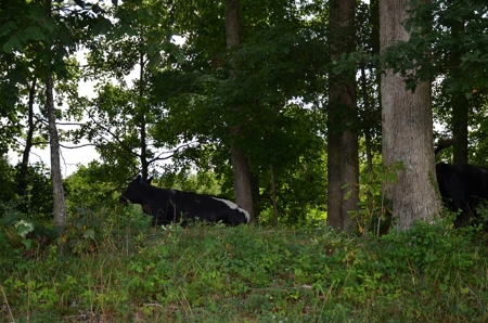 222 Ac Cattle Farm, Duck Hunting, Deer Hunting - image 26