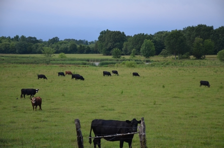 222 Ac Cattle Farm, Duck Hunting, Deer Hunting - image 48