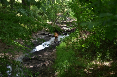 222 Ac Cattle Farm, Duck Hunting, Deer Hunting - image 14
