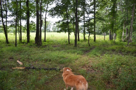 222 Ac Cattle Farm, Duck Hunting, Deer Hunting - image 25