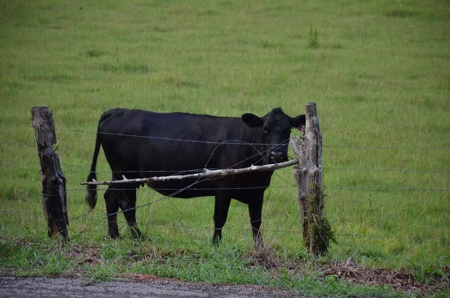 222 Ac Cattle Farm, Duck Hunting, Deer Hunting - image 47