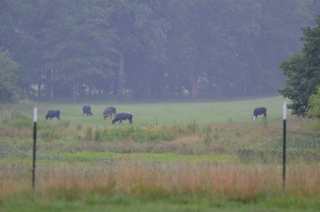 222 Ac Cattle Farm, Duck Hunting, Deer Hunting - image 36