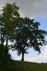222 Ac Cattle Farm, Duck Hunting, Deer Hunting - image 33