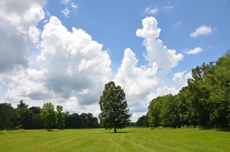 222 Ac Cattle Farm, Duck Hunting, Deer Hunting - image 17