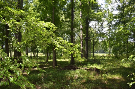 222 Ac Cattle Farm, Duck Hunting, Deer Hunting - image 12
