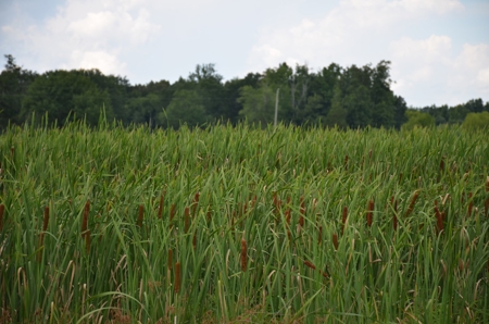222 Ac Cattle Farm, Duck Hunting, Deer Hunting - image 32