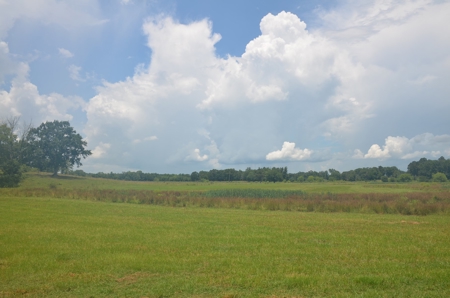 222 Ac Cattle Farm, Duck Hunting, Deer Hunting - image 6