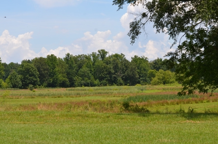 222 Ac Cattle Farm, Duck Hunting, Deer Hunting - image 3