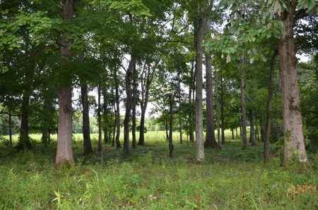 222 Ac Cattle Farm, Duck Hunting, Deer Hunting - image 20