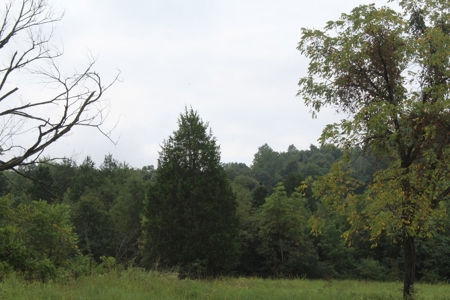 60 Acres of Warren County Land with Building Sites - image 3