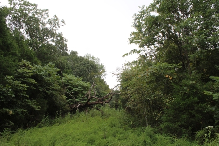60 Acres of Warren County Land with Building Sites - image 13