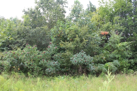 60 Acres of Warren County Land with Building Sites - image 7