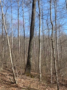 204678 - image 31