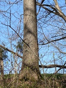 204659 - image 12