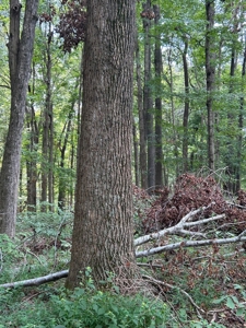 241420 - image 3