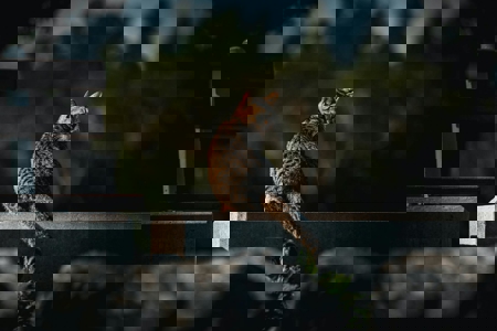 264352 - image 3